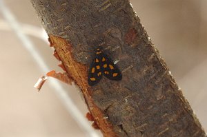 036 Moth, Tiger Lichen, 2007-12119530 Sydney Bay NP, Manly, AU